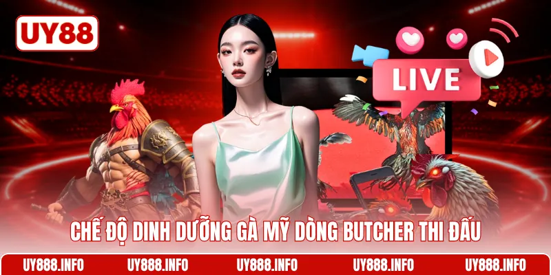 Chế độ dinh dưỡng gà mỹ dòng Butcher thi đấu